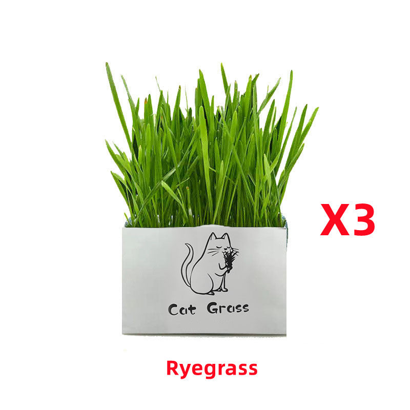 Organic Cat Grass Kit – Soilless Fresh Indoor Grass for Cats Digestive and Oral Health Support
