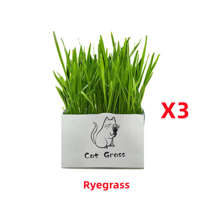 Organic Cat Grass Kit – Soilless Fresh Indoor Grass for Cats Digestive and Oral Health Support