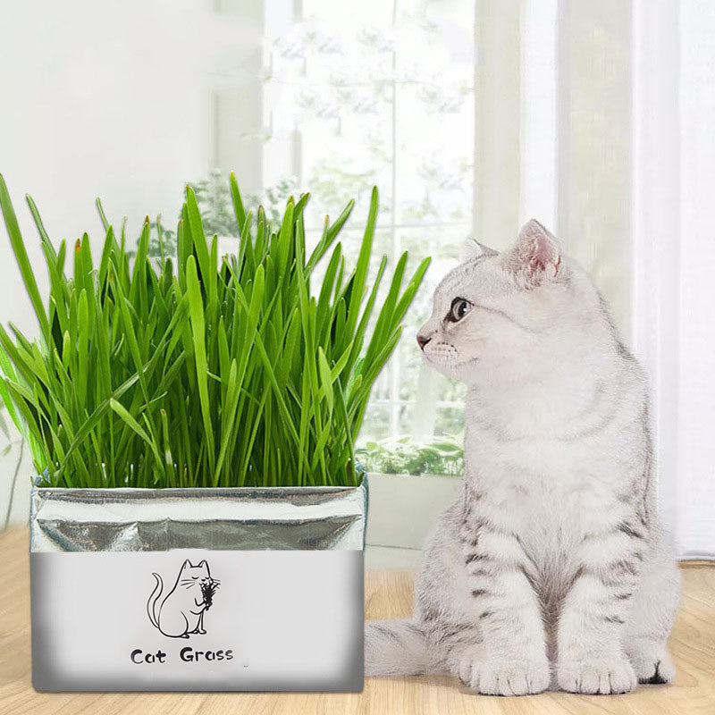 Organic Cat Grass Kit – Soilless Fresh Indoor Grass for Cats Digestive and Oral Health Support