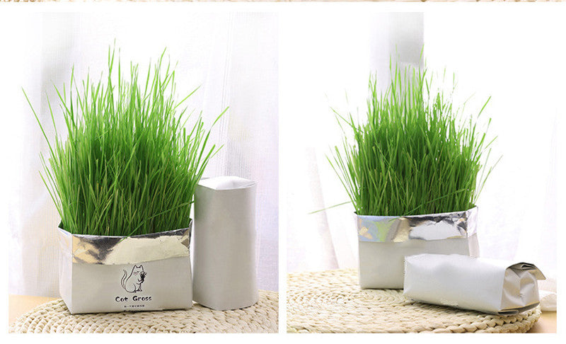 Organic Cat Grass Kit – Soilless Fresh Indoor Grass for Cats Digestive and Oral Health Support