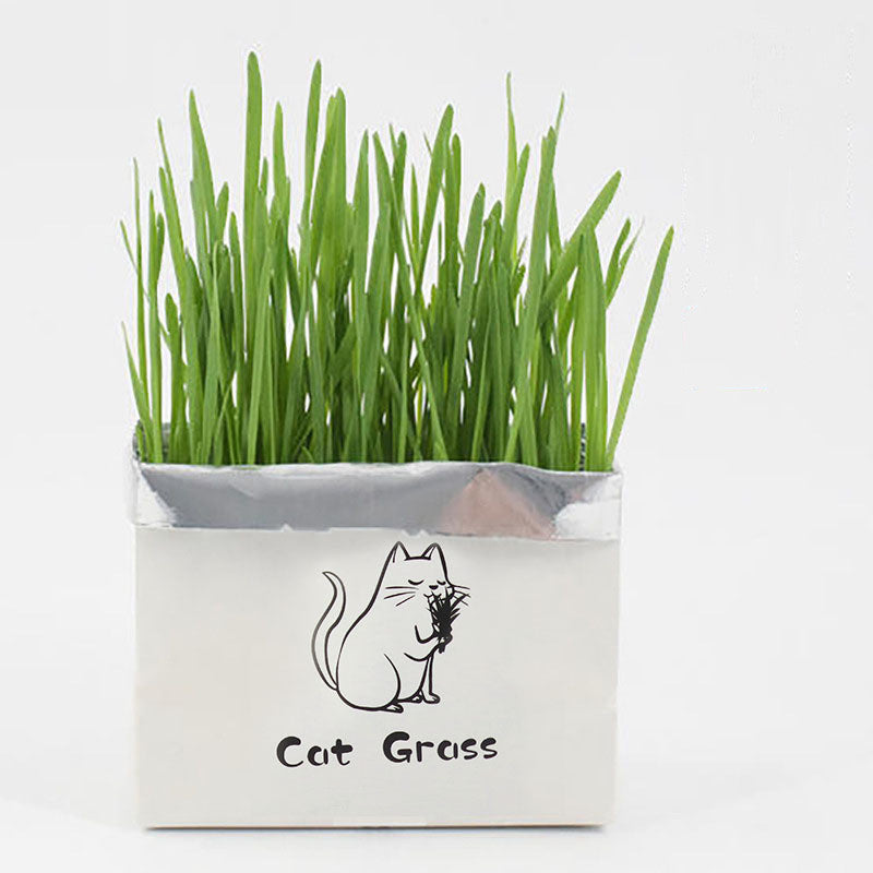 Organic Cat Grass Kit – Soilless Fresh Indoor Grass for Cats Digestive and Oral Health Support