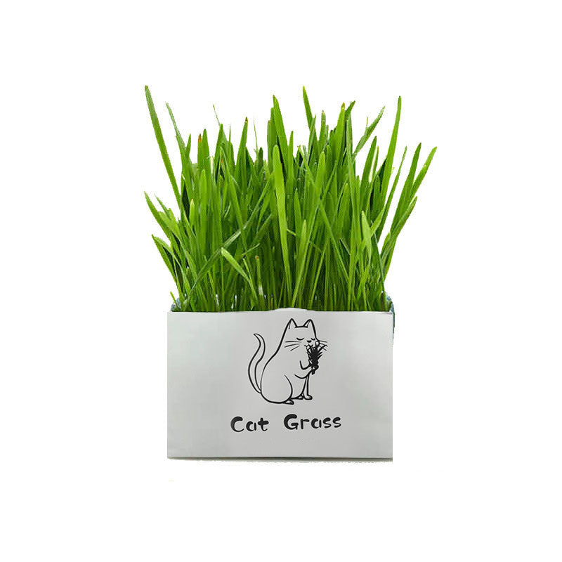Organic Cat Grass Kit – Soilless Fresh Indoor Grass for Cats Digestive and Oral Health Support